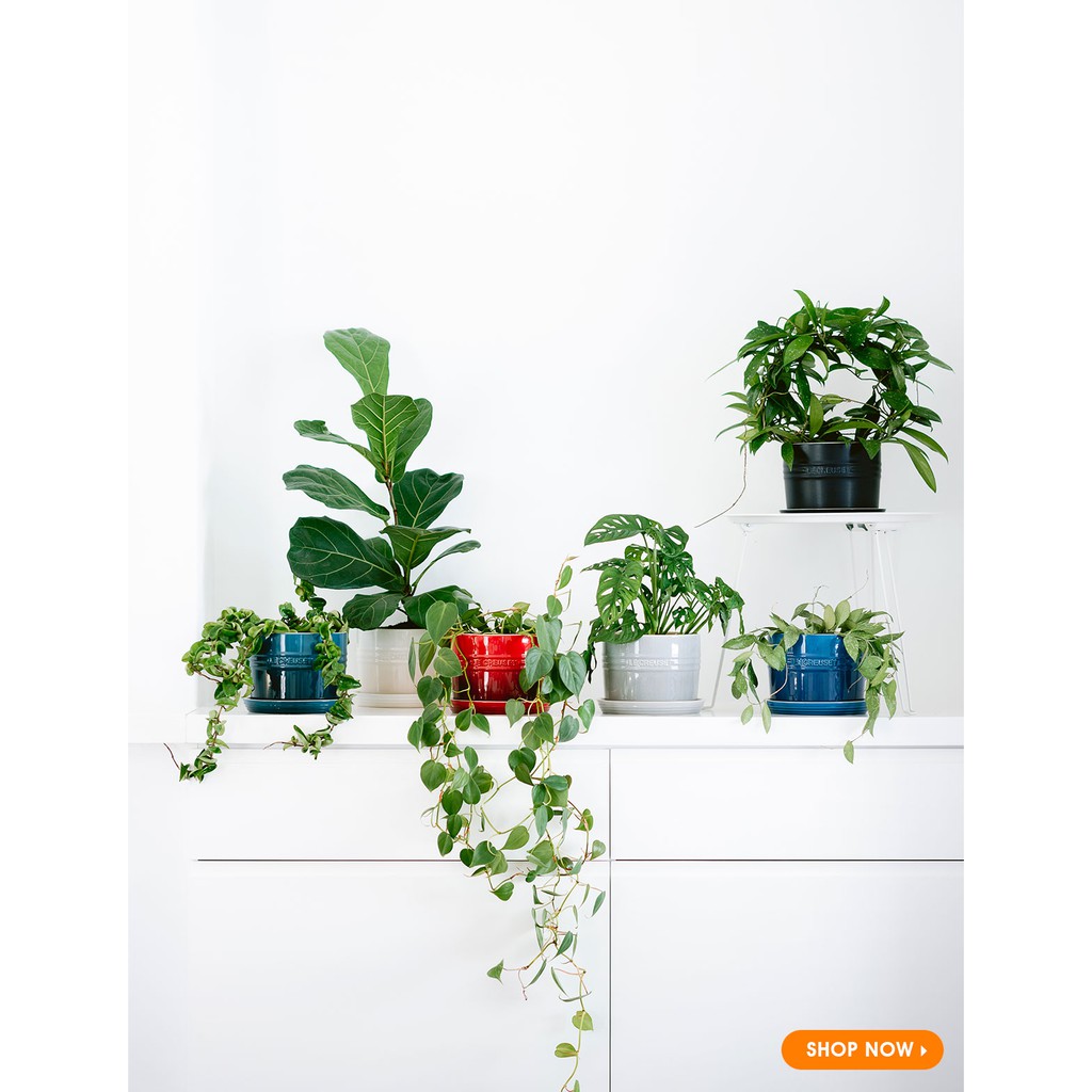 CHẬU TRÔNG CÂY MINI LE CREUSET, MÀU ĐỎ