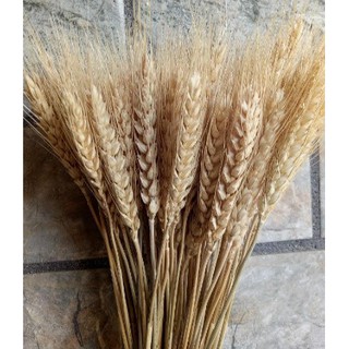 Hoa lúa mạch khô 250g-500g-1kg