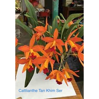 Hoa lan thiên thần lửa