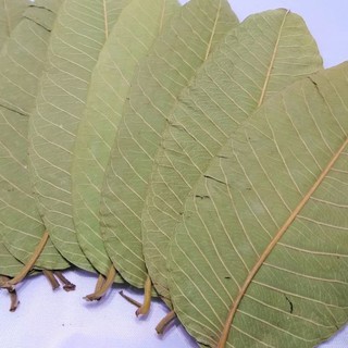 500gr Trà lá ổi khô ( lá ổi khô) thơm ngon( lá ổi nhà trồng sạch an toàn)