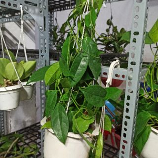Lan cẩm cù vàng chanh hoa thơm cây sắp hoa