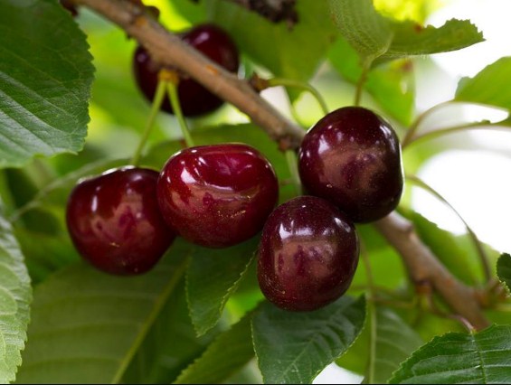 CÂY CHERRY - CÂY GIỐNG CHUẨN