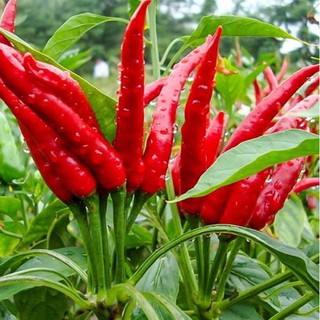 Hạt giống cây Ớt Chùm 86 F1 (Lucky Seeds) - 30 Hạt