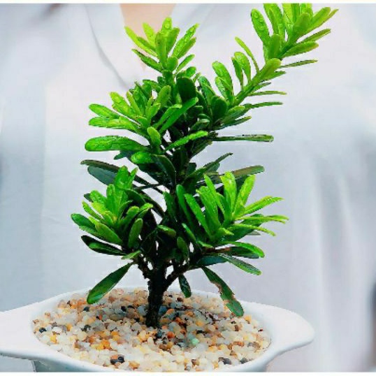 ♤♤ Cây giống tùng la hán - vạn niên