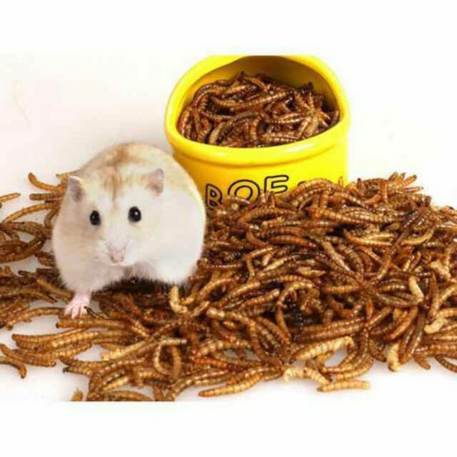 Sâu khô rang superworm cho Hamster và thú cưng