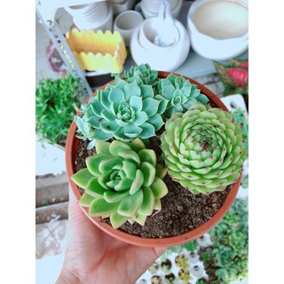 Chậu sen đá mix 3 cây lớn