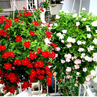 Hạt giống hoa dừa cạn mix cực kỳ đẹp siêu dễ trồng