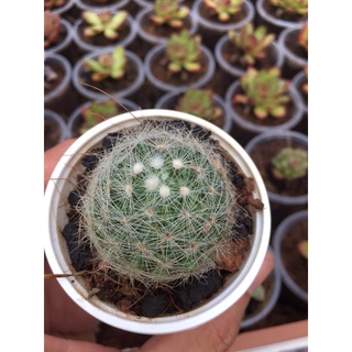 Xương mammilaria gai mềm