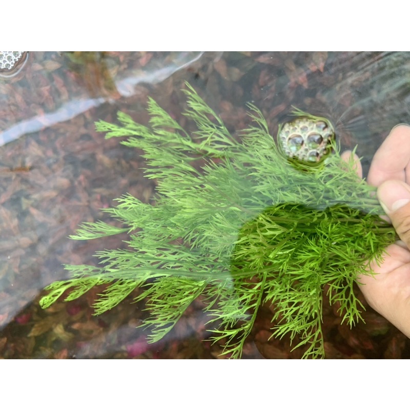 Cây thuỷ sinh gạc nai dễ trồng sống tốt môi trường nghèo co2