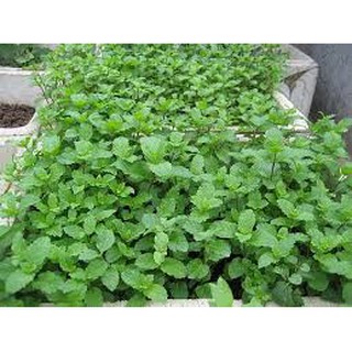 Hạt giống rau húng lủi (bạc hà ta) 0,1G