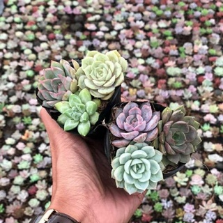 Sen Đá Mix 3 cây (3 màu ngẫu nhiên) size bầu 5-7cm - lỗi 1 đổi 1