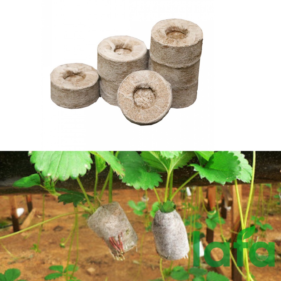 Viên nén xơ dừa LAFA - viên nén xơ dừa công dụng ươm ngó dâu tây, ươm hạt giống giúp cây phát triển khỏe mạnh