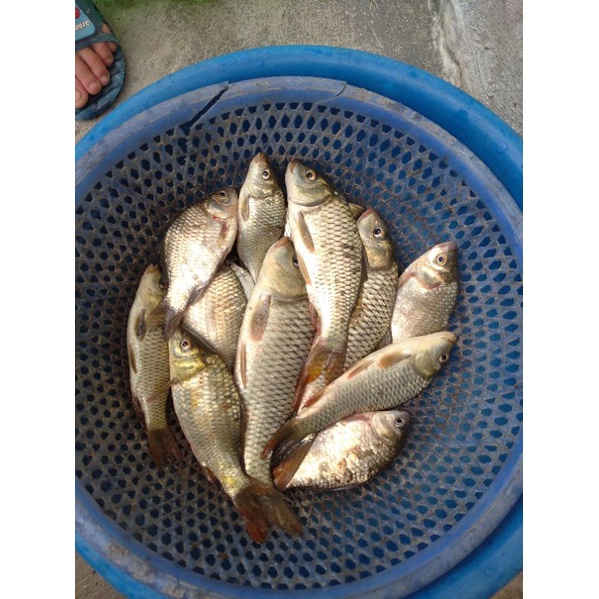 Bột tạo dẻo câu cá hương vị chuối tiêu thơm.100gam
