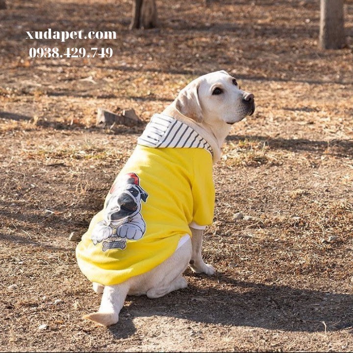 ÁO HOODIE VÀNG  SIÊU NGẦU HÌNH CHÓ PUG NÓN SỌC CHO CHÓ LỚN - SP000597