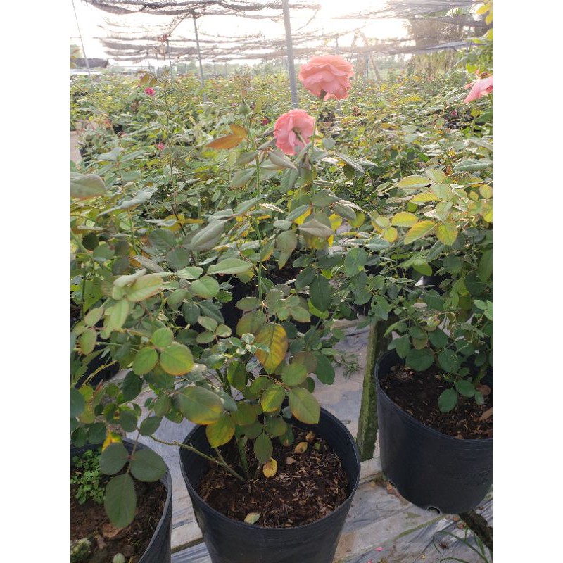 Hoa hồng bụi Emilien De Guillot