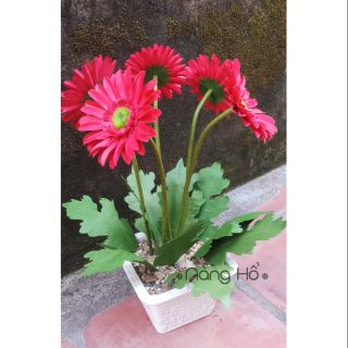 Chậu Hoa đồng tiền