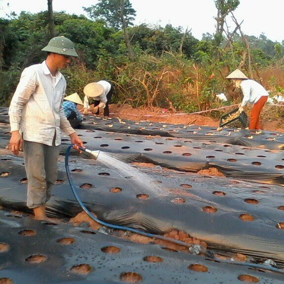 Gừng tươi, tiêu chuẩn nông nghiệp sạch (0.5kg)