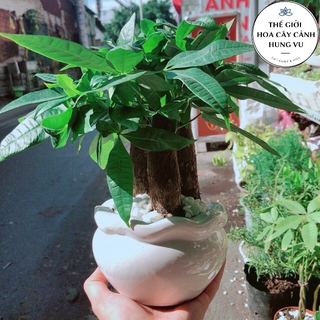 Cây kim ngân 3 thân- Tam lộc