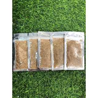 Hạt giống thuỷ sinh ( ngưu mao chiên lùn )