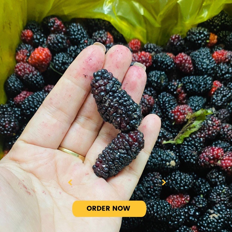 Dâu tằm tươi Đà Lạt hộp giấy 3kg - Nhận buổi Tối - hái trong ngày | BigBuy360 - bigbuy360.vn