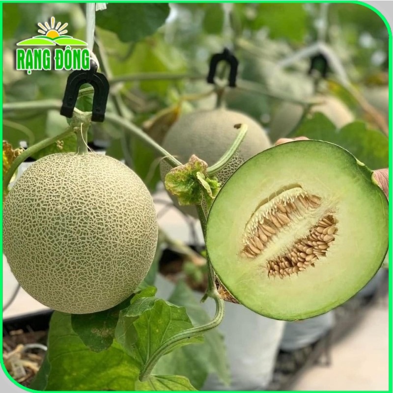Hạt giống Dưa Lưới Ruột Xanh trồng quanh năm, dễ chăm sóc, trái to, thơm, ngọt (gói 10 hạt) - Hạt giống Rạng Đông