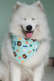 Khăn yếm hoạt hình cute cho Cún