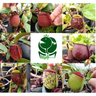 Nắp ấm Ampu các loại