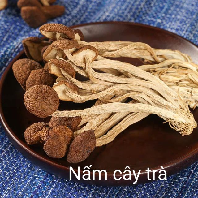 Nấm cây trà dưỡng sinh