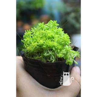 SEDUM VÀNG