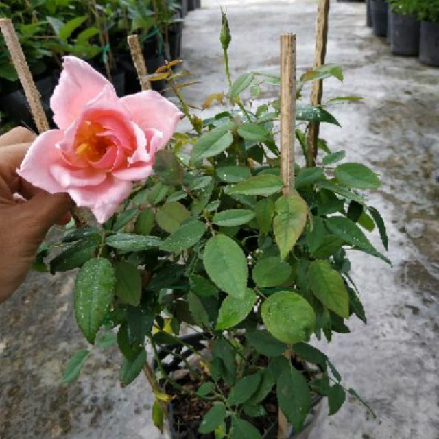 Hồng nữ hoàng hồng thơm