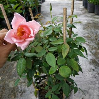 Hồng nữ hoàng hồng thơm