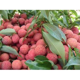 Cây Giống vải thiều Thanh Hà
