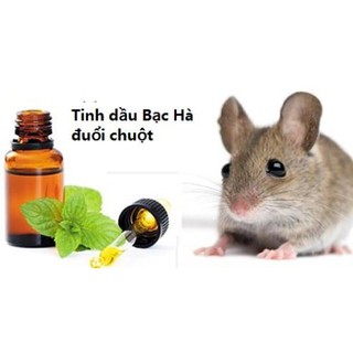 TINH DẦU XỊT BẠC HÀ #MINTOILD