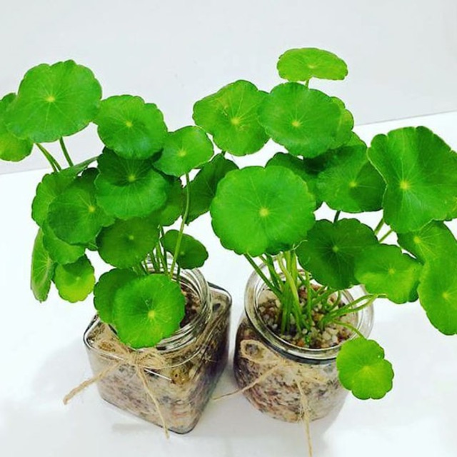 Hạt giống rau má, rau má lá nhỏ (hạt giống chất lượng)
