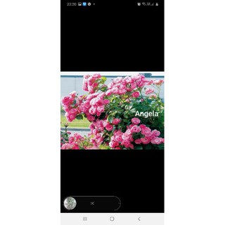 cây hồng dễ trần