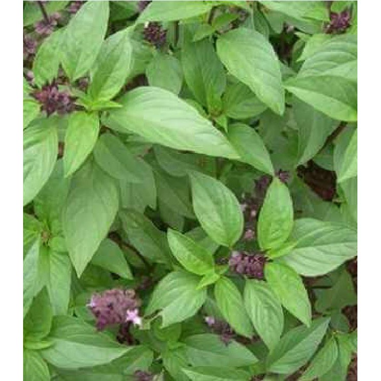 Hạt Giống Rau Húng Quế