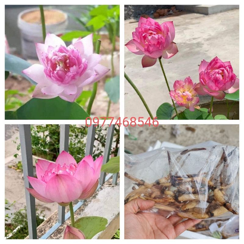 Sen giống mini Pink Lucky