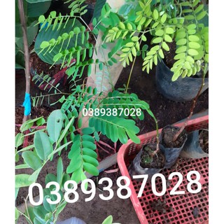 cây giống cẩm nghệ(cẩm chỉ)