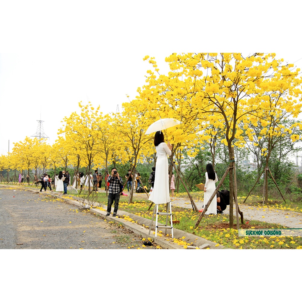 CÂY GIỐNG PHONG LINH CAO 20-30CM  ĐỦ 4 MÀU
