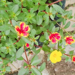 Combo 5 cành hoa 8 giờ