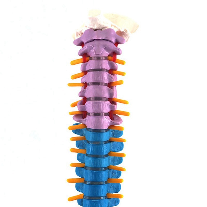 Mô hình cột sống cơ thể người dài 45 cm hỗ trợ giải phẫu