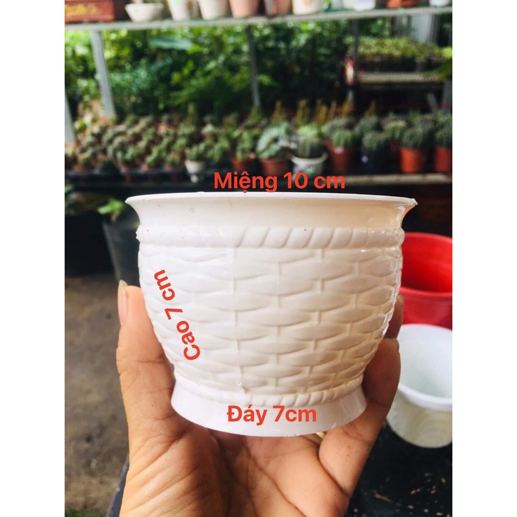 Chậu mây trắng trồng sen đá, xương rồng  Loại 1