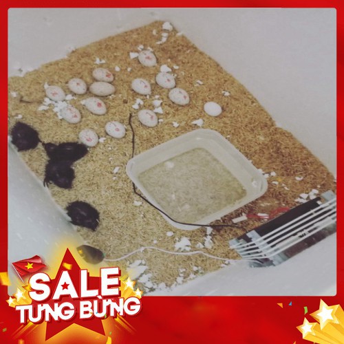 Máy Ấp Trứng Mini