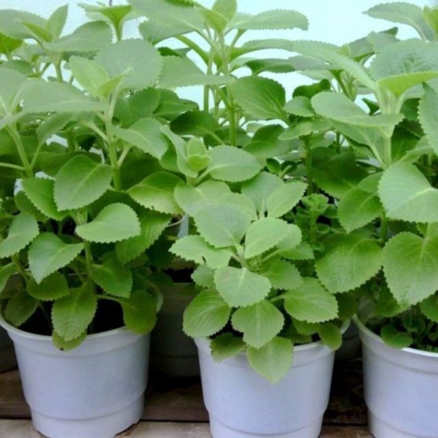 Hói 50 Hạt giống Rau Thơm Lùn  luckyseed hạt siêu rẻ