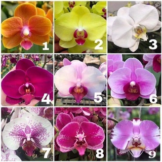 Combo 3 cây Lan Hồ Điệp 2 ngồng Hoa nở dịp tết