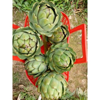 Hoa atisô khô hoa 100%