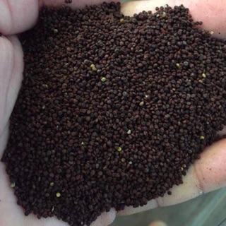 Hạt Mần Ri Hoa Vàng