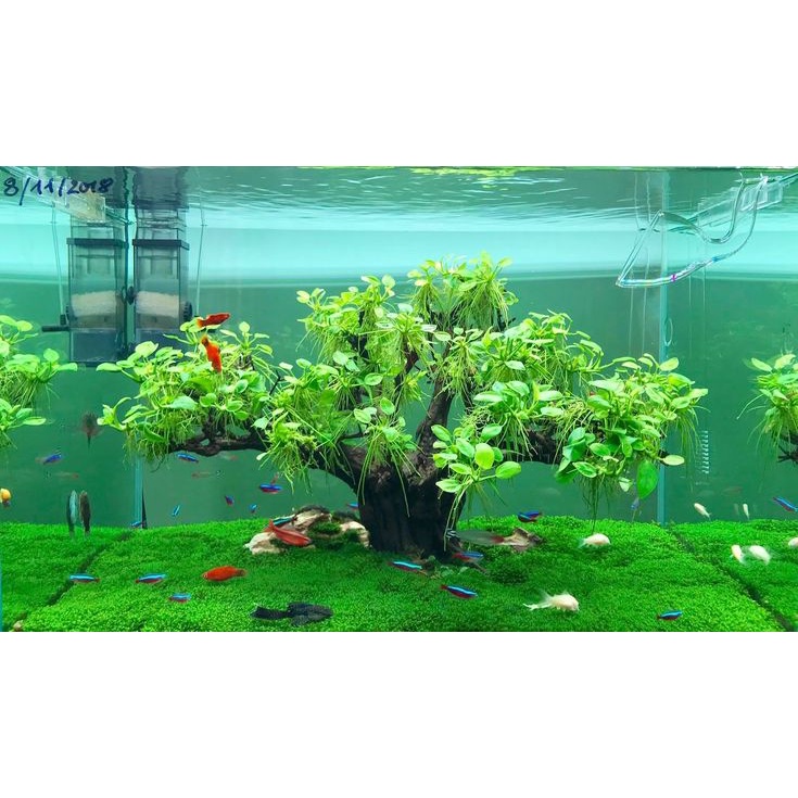 Ráy Nana Tàu Cây Thủy Sinh Gắn Đá Lũa Không Cần CO2
