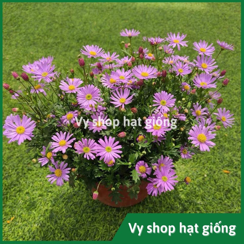 Hạt giống hoa thạch thảo bụi lùn gói 200 hạt mix màu