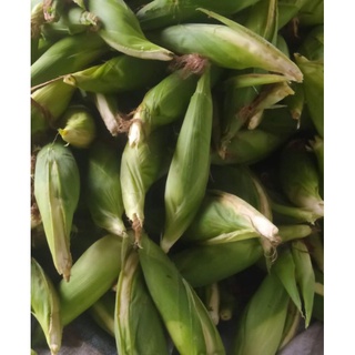 100g Hạt Giống Bắp Nếp